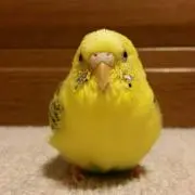 ぴーちゃんの画像