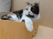 しまさんの画像