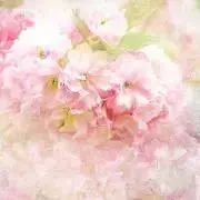 まるの画像