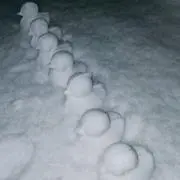 LGOの画像