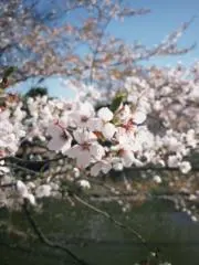 nictemeansflowerの画像