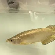 Sakana