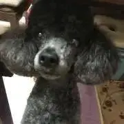 ねねの画像