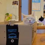 鈴木みゃー