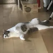 ボンの画像