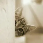 Rosy♥