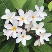 cocoの画像