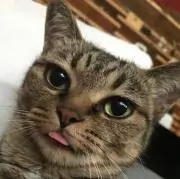 バジル