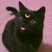やこ