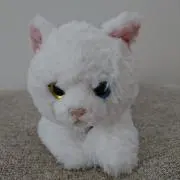Image of コッチ