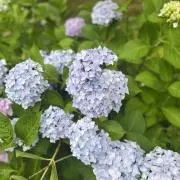 紫陽花ガールマリア（年中無休で発送❤️）の画像