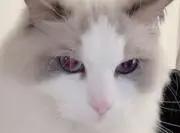 1⃣の画像