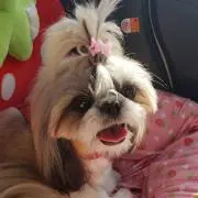 ももこ