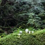 S.Oの画像