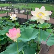りん★プロフご覧ください！の画像