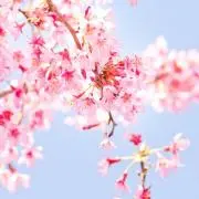 flower garden
