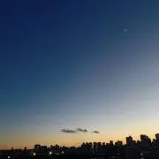 白蕗の画像