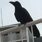 いかさん