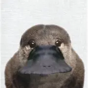 ま