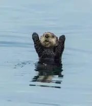 スコット