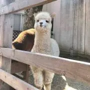アルパーカの画像