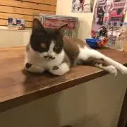 Wendyの画像