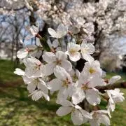 KOHの画像