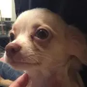 お茶づけ