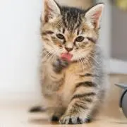 yummyの画像
