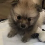 ハイドアップ コイケ17mm 6個セット（箱のまま発送） - メルカリ