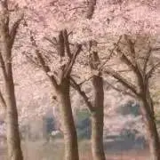 みみの画像