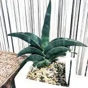てるてるポンポンの画像