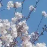 ちい太の画像