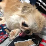 あんぱん