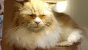 みーもの画像