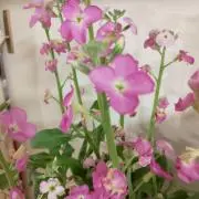 ここの画像
