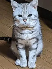 智の画像