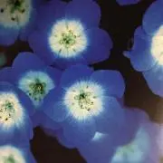 サロメの画像