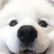 うどんの画像