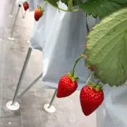 あい