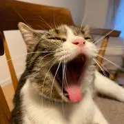 はなごろの画像