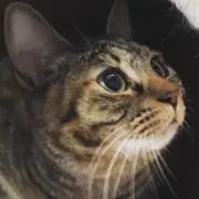 もみじ