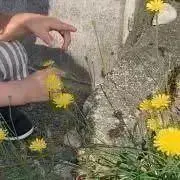 コロの画像