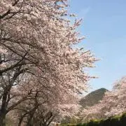 ももりん☆の画像