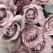 miiの画像