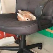 やっこの画像