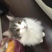 くろちゃんの画像