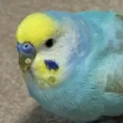 ちょもこの画像