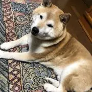 ゆきちの画像