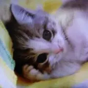 nekomanma